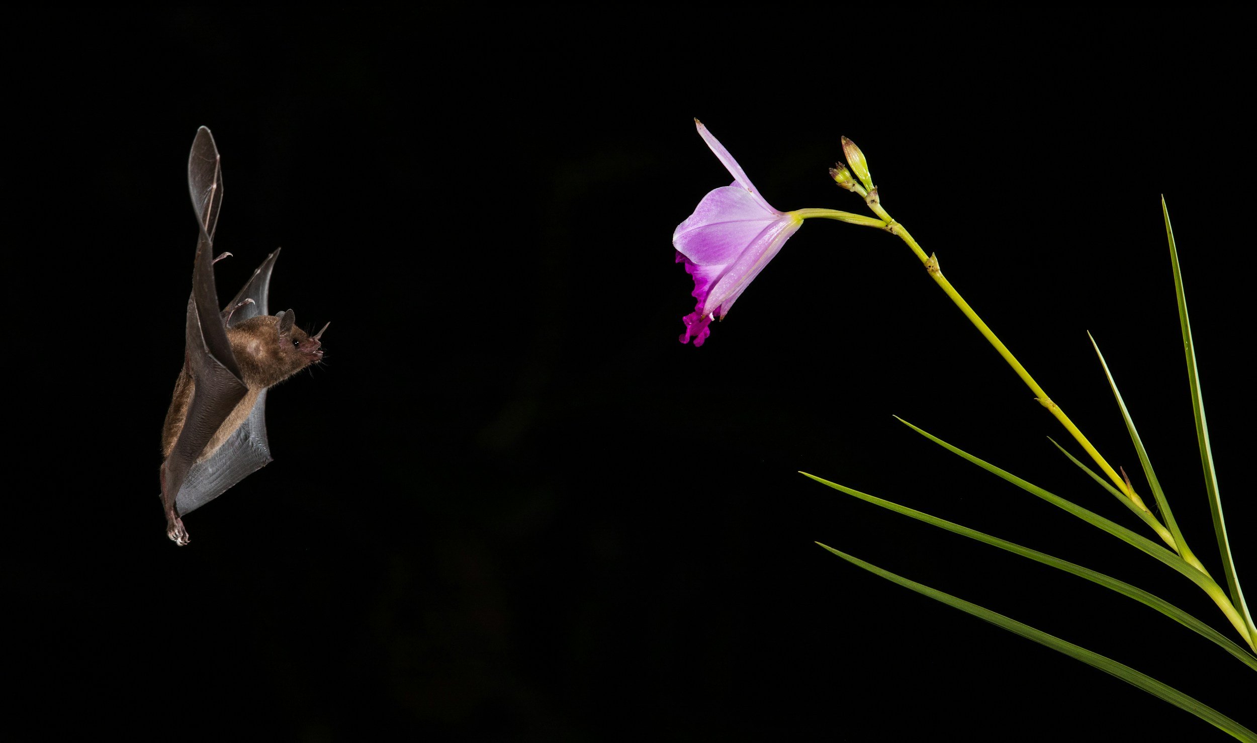 Pollinator Day at the Carl S. English Jr. Botanical Garden at the Ballard Locks