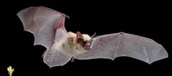 Women's Century Club “For the Love of Bats” Presentation