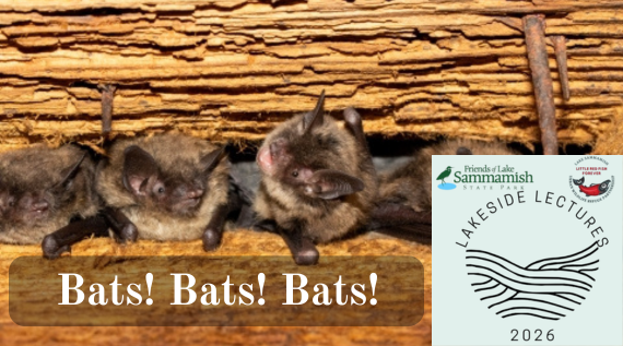 Friends of Lake Sammamish State Park Lakeside Lecture Bats Bats Bats