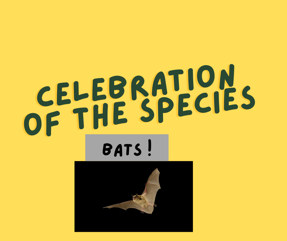 Celebrations of Bats 