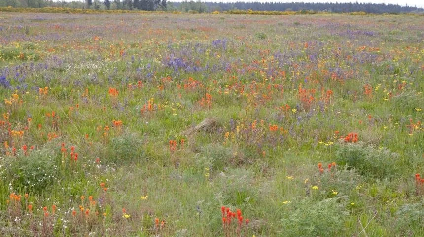 Prairie Days - Pacific Rim Institute 