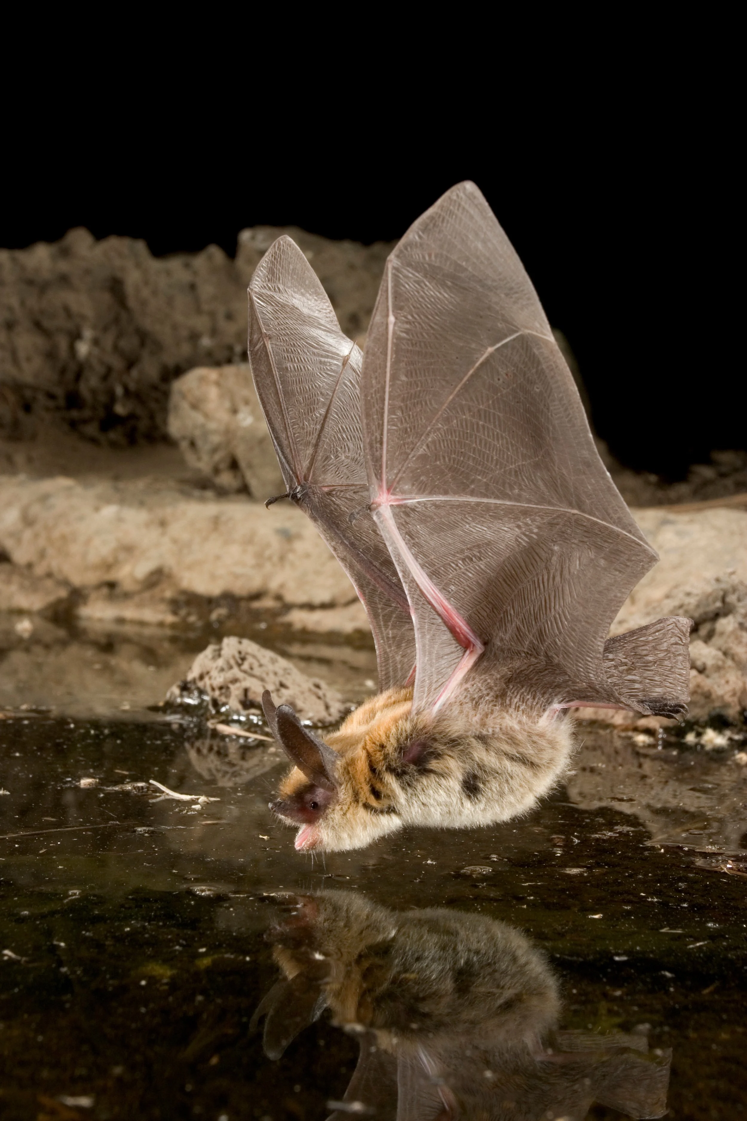 Bat Night at Larsen Lake Park, Bellevue
