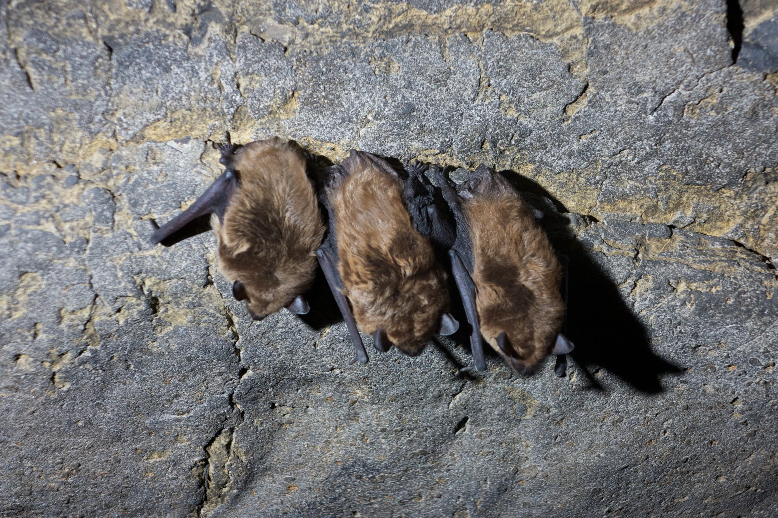 Get Involved Bats Northwest