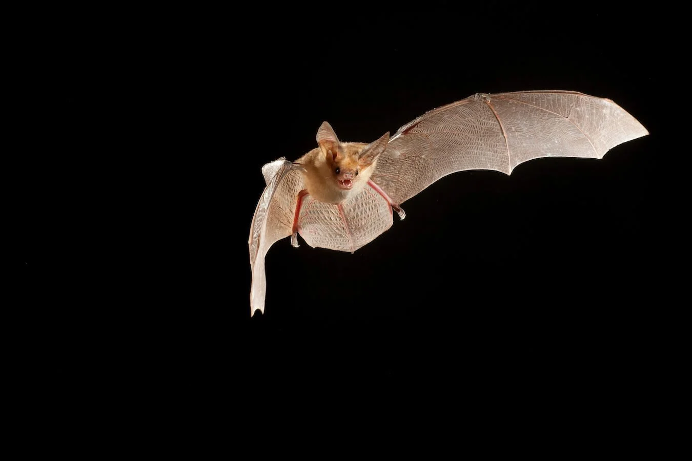 Meet Washington's Bats Bats Northwest