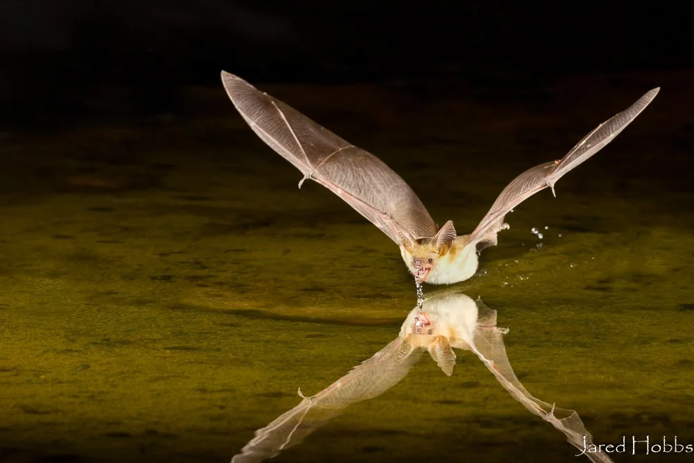 BatWeek 2023 Bats Northwest