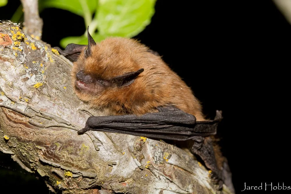 About Bats Northwest Bats Northwest