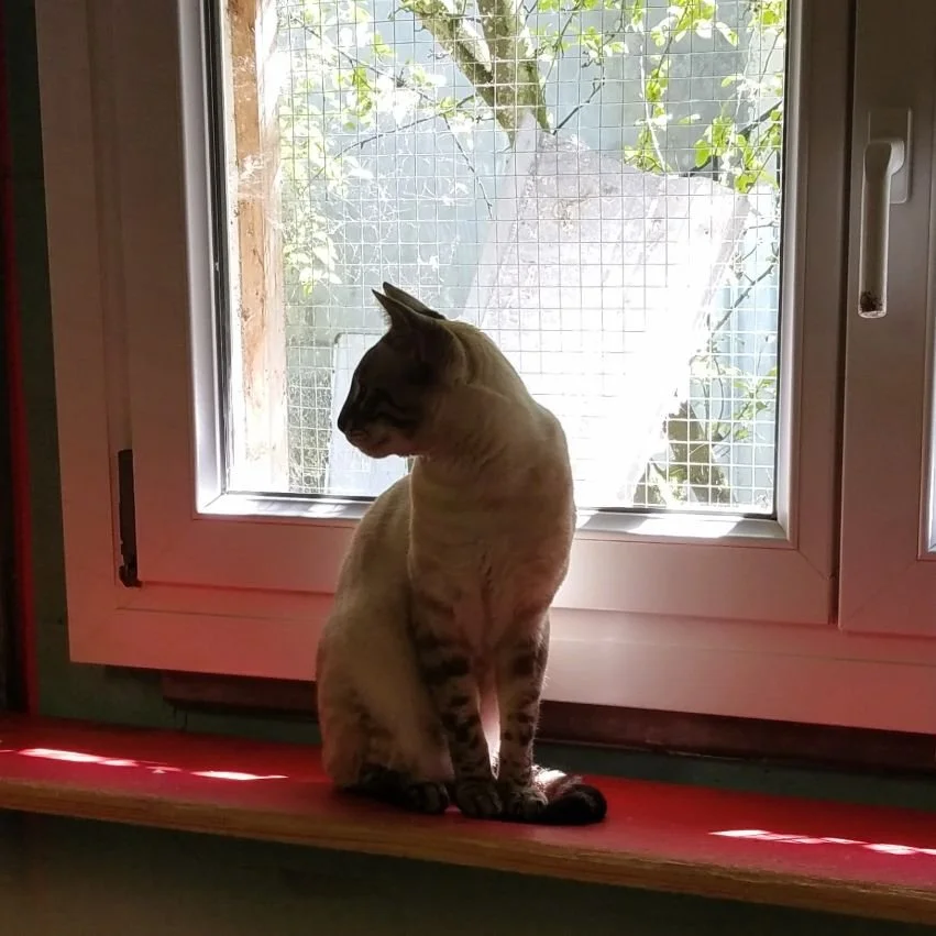 Chatte bengale perchée sur une plateforme dans notre chambre avec fenêtre. Par la fenêtre, on devine les branches d'un arbre au soleil.