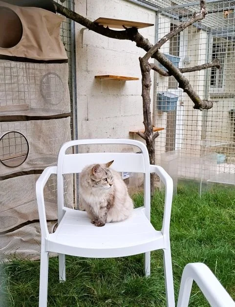 Dans le jardin privé de la chambre Mimi. Une chatte à poils longs est assise sur une chaise.
