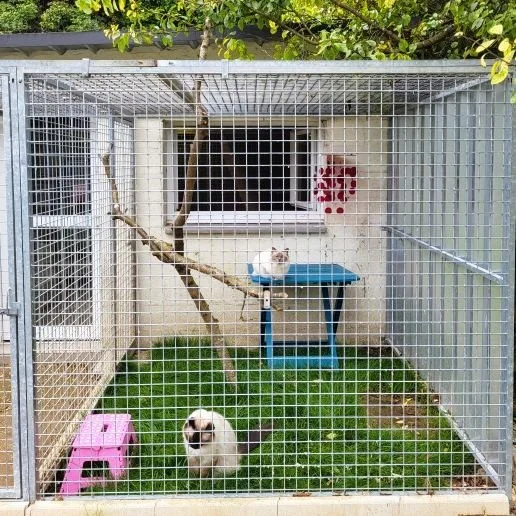Vue depuis l'extérieur d'un catio sécurisé par des grilles. Au premier plan, dans l'herbe, un chat de race Sacré de Birmanie. Un autre birman est assis sur une table à l'arrière-plan. Une fenêtre ouverte donne sur l'intérieur du logement.