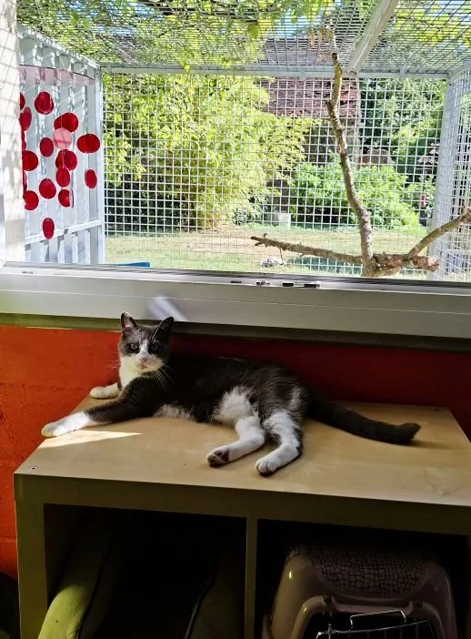 Vue de l'intérieur de la chambre Soupi. Un chat gris et blanc est allongé sur un meuble, devant une fenêtre qui donne sur son jardin privé.