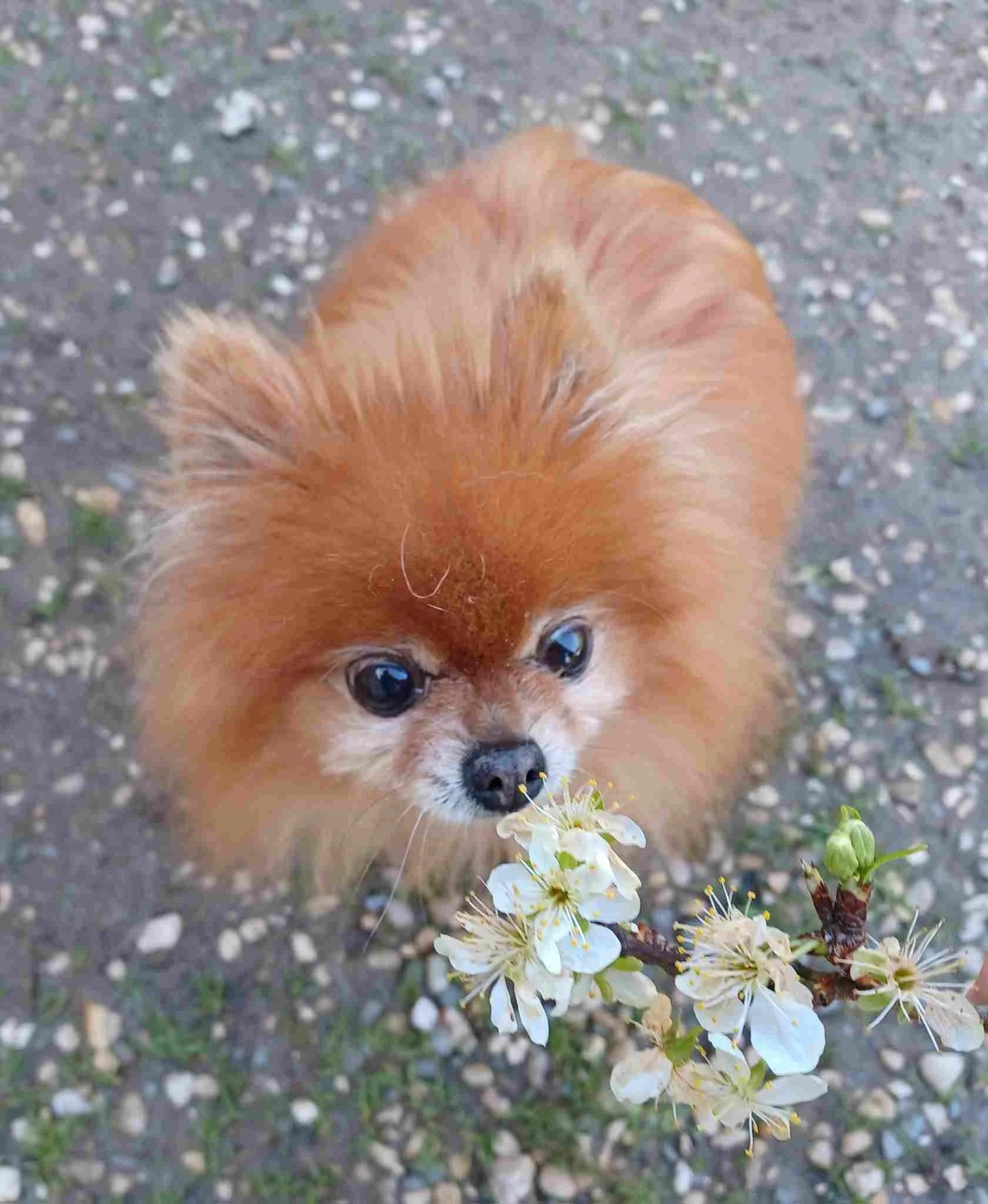 Petite chienne de race spitz nain reniflant une fleur