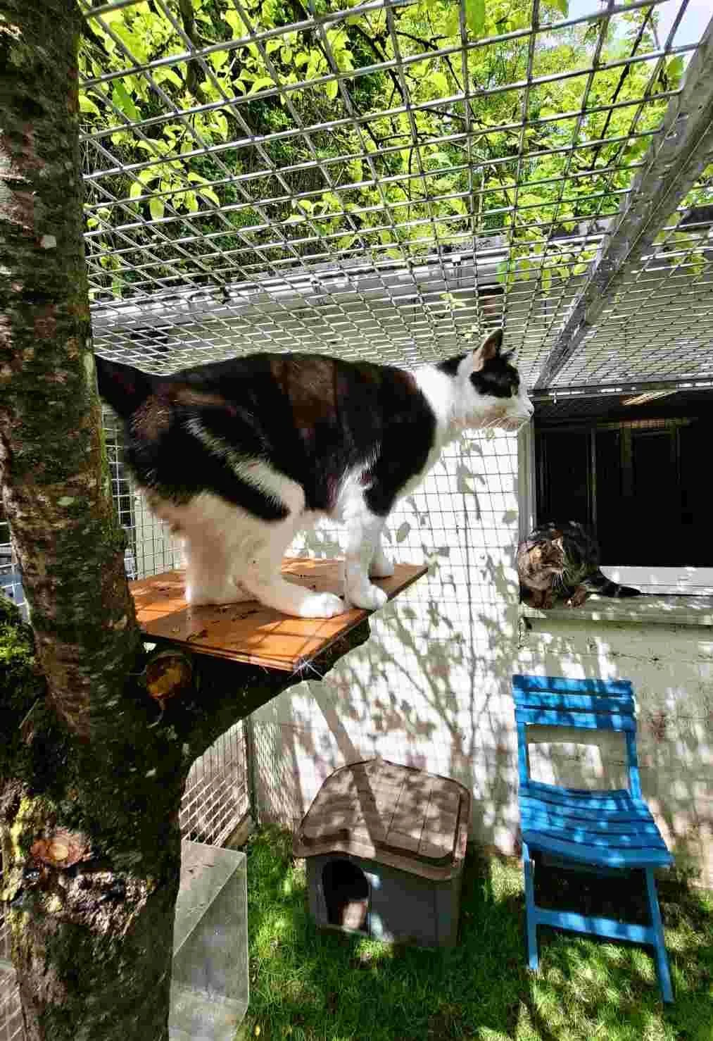 Vue depuis le jardin privé de la chambre Pomme. A l'arrière plan, un chat tigré sur l'appui de fenêtre.Un chat noir et blanc est perché sur une plateforme au premier plan. A l'arrière plan,