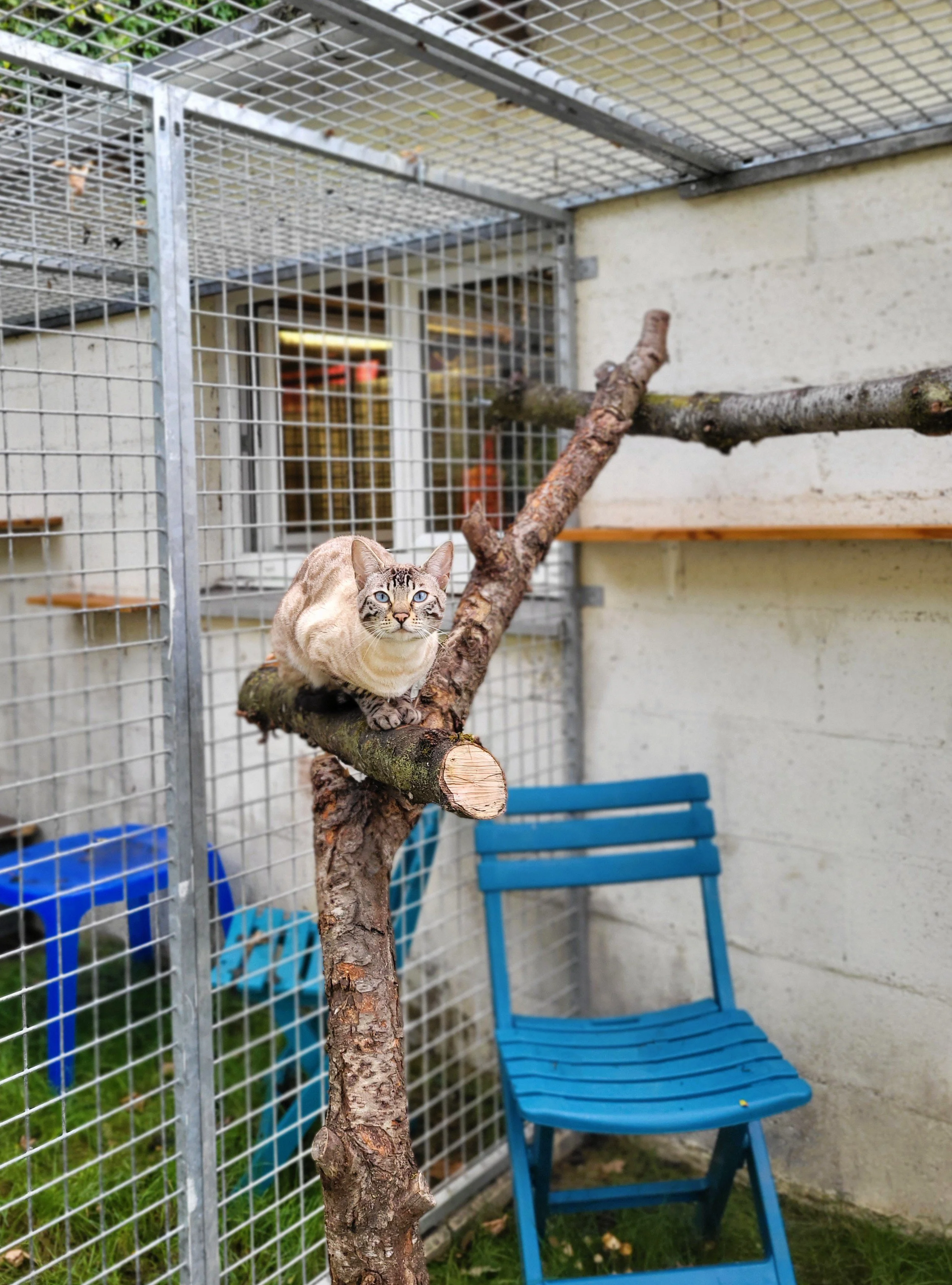 Vue d'un jardin privé pour chats : une chatte bengale est assise sur une branche en hauteur et fixe l'objectif.