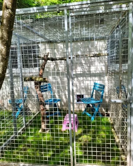 Vue depuis l'extérieur du jardin privatif de la chambre pour chats Tara.