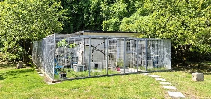 Vue depuis l'extérieur de nos jardins privatifs pour chats et de la chatterie en arrière plan. Les jardins sont équipés de mobilier de jardin, de branches, de modules divers. L'ensemble est entouré de grands arbres.