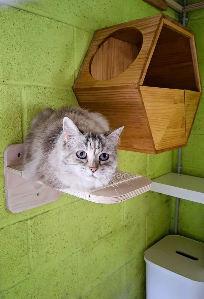 Une chatte grise à poils longs est couchée sur une plateforme en hauteur. A l'arrière, sur un mur vert, d'autres éléments en bois d'un parcours mural pour chats.