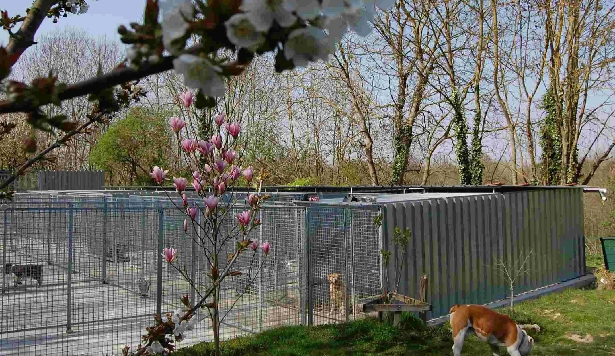 Vue sur les logements de la pension canine. Un chien est en liberté dans le jardin au premier plan. Un autre est visible dans un logement.