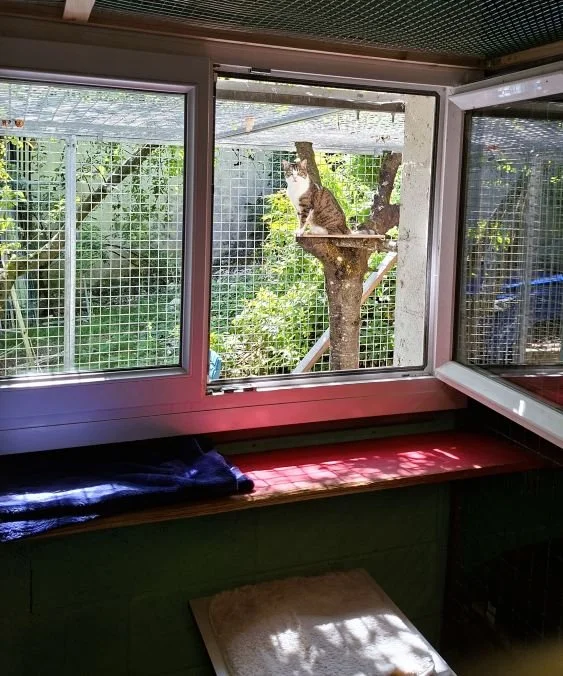 Vue depuis l'intérieur de la chambre Pomme. Une fenêtre ouverte donne sur le jardin privé. En arrière plan, un chat est assis sur une plateforme en hauteur.
