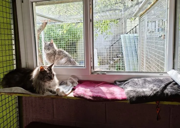 Vue depuis intérieur chambre Farfadet. Un Maine Coon est allongé devant une fenêtre ouverte donnant sur un jardin privé où se trouve un autre Maine Coon.