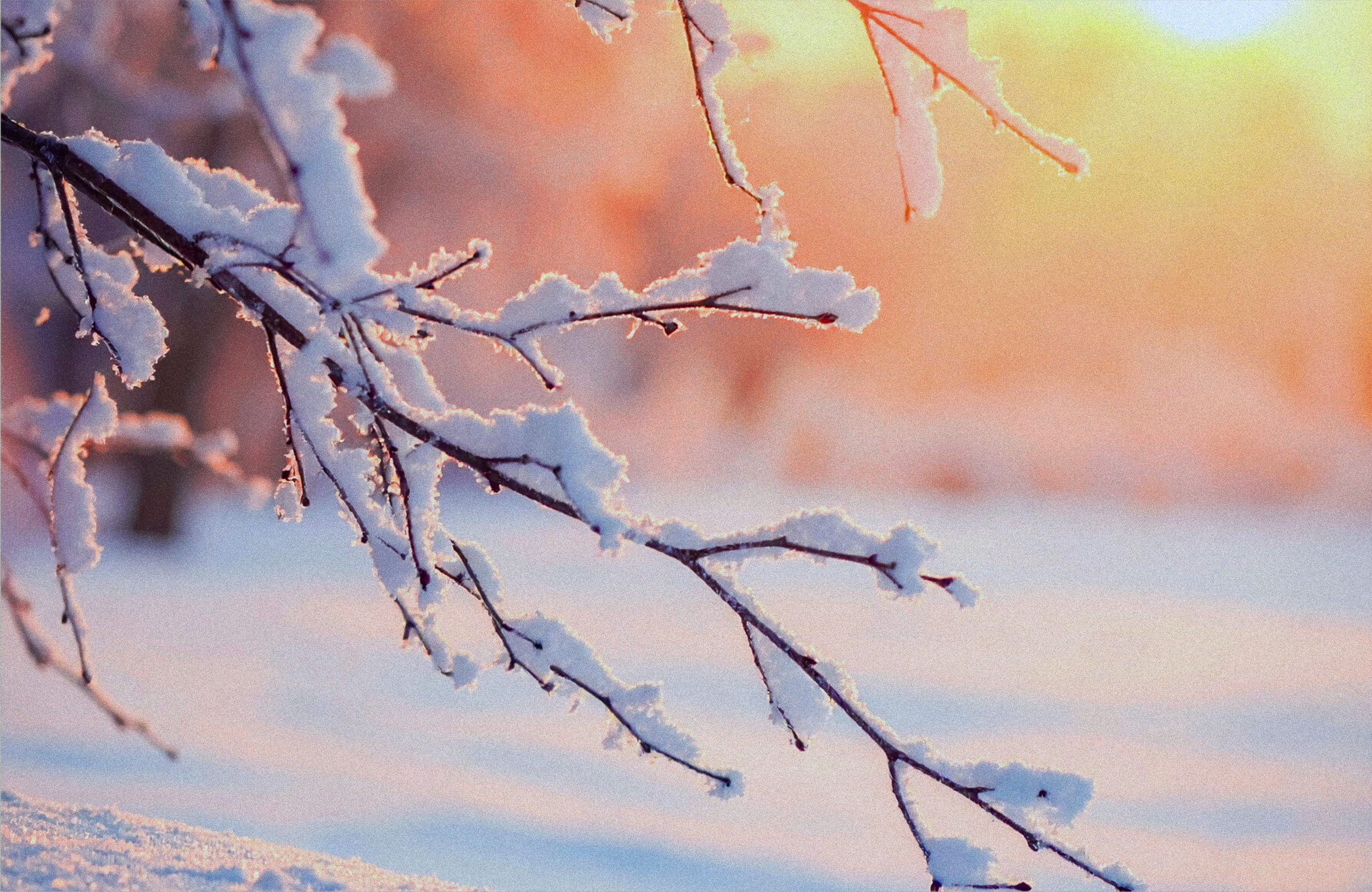 Snow-covered tree branches with a sunset or sunrise in the background.