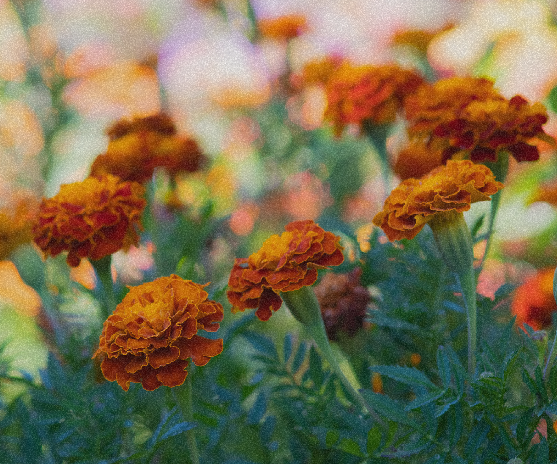 What Does a Death Doula Do? A Guide for Families in Columbus, Ohio