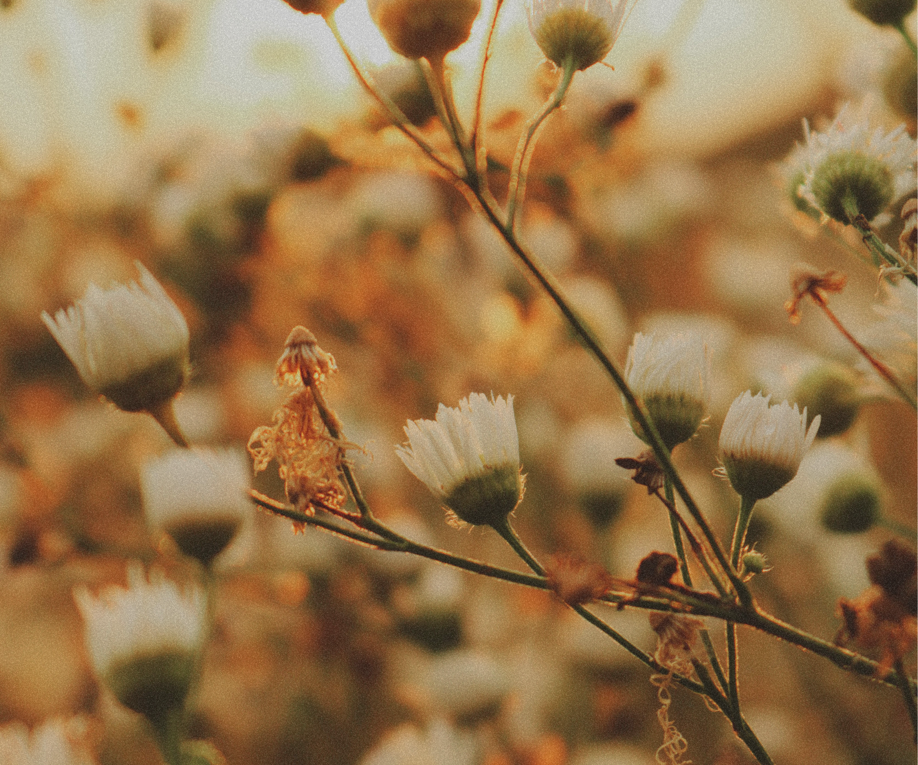 Death Doula vs. Hospice: What’s the Difference?