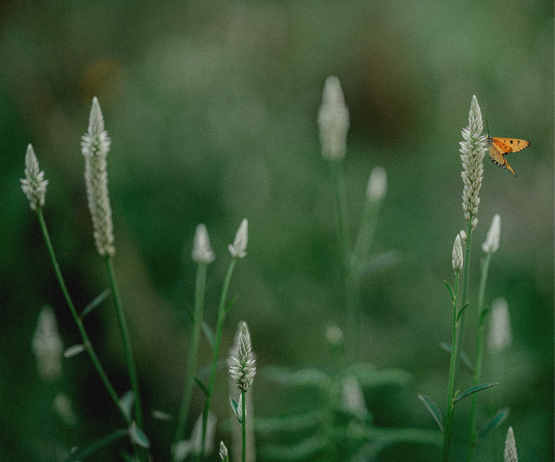 Understanding Hospice Eligibility: When Does Someone Qualify?