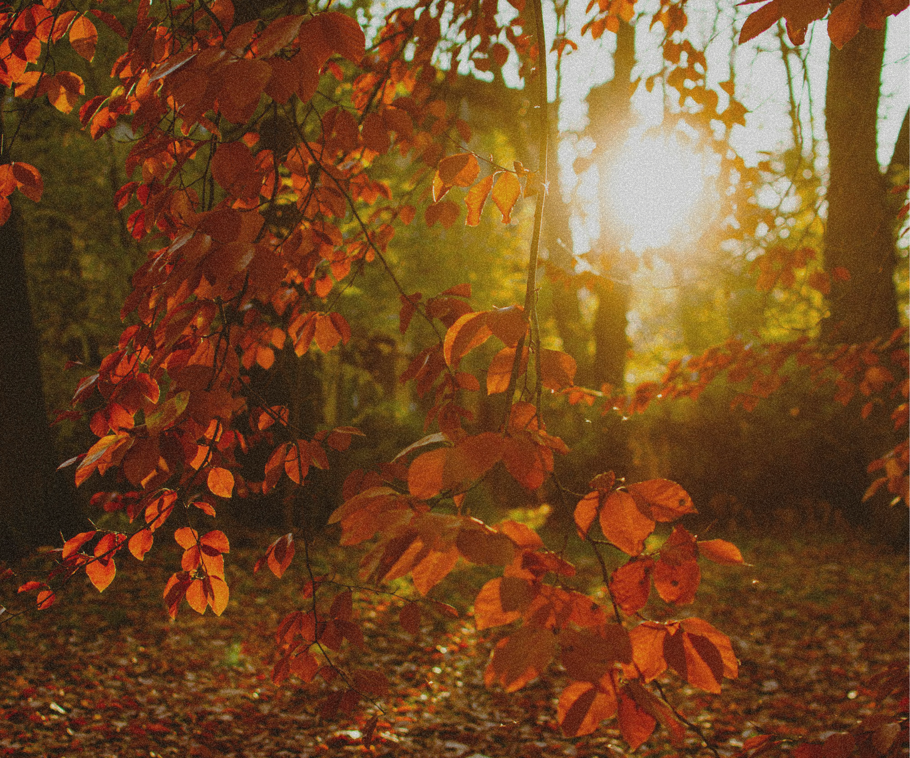 What Happens in the Final Weeks and Days of Life?