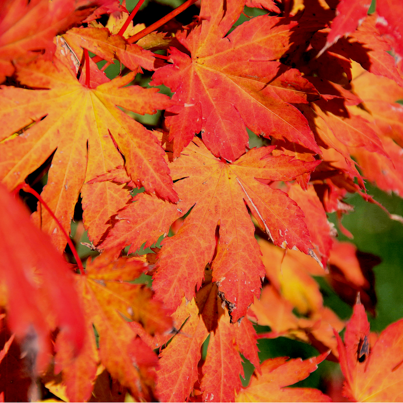 Close-up of colorful autumn maple leaves in shades of red, orange, and yellow.