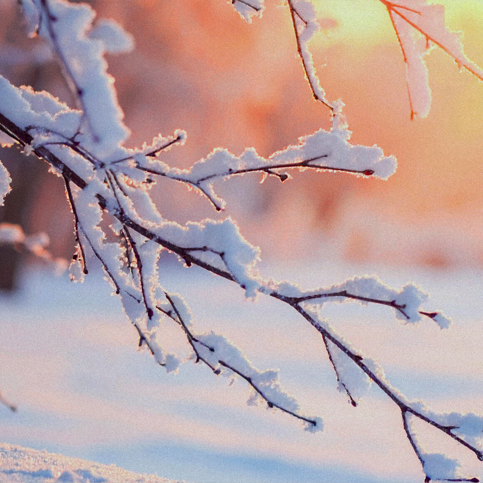 Close-up of snow-covered branches with a colorful, blurred sunset background.