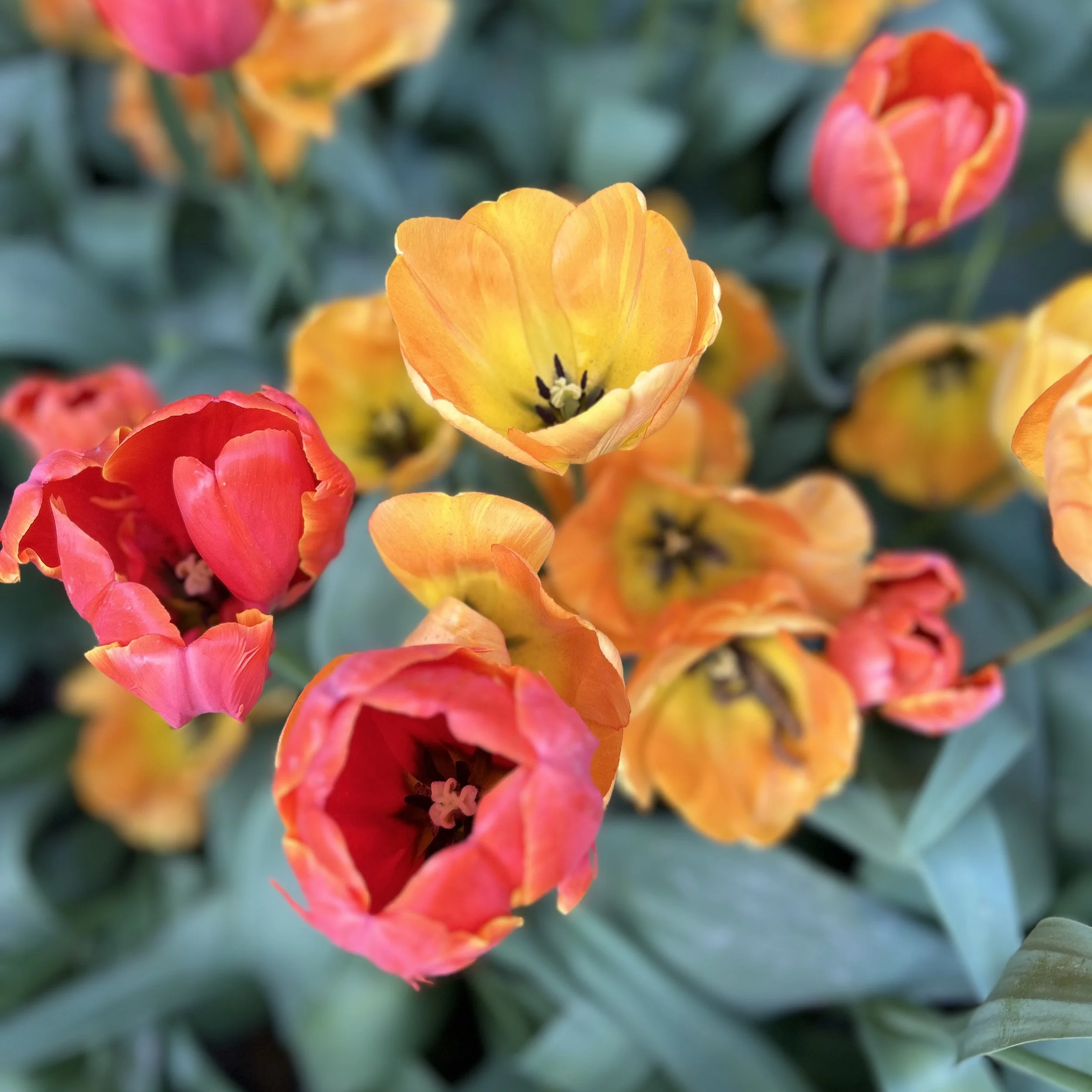 Close-up of vibrant orange, yellow, and pink tulips in a garden.