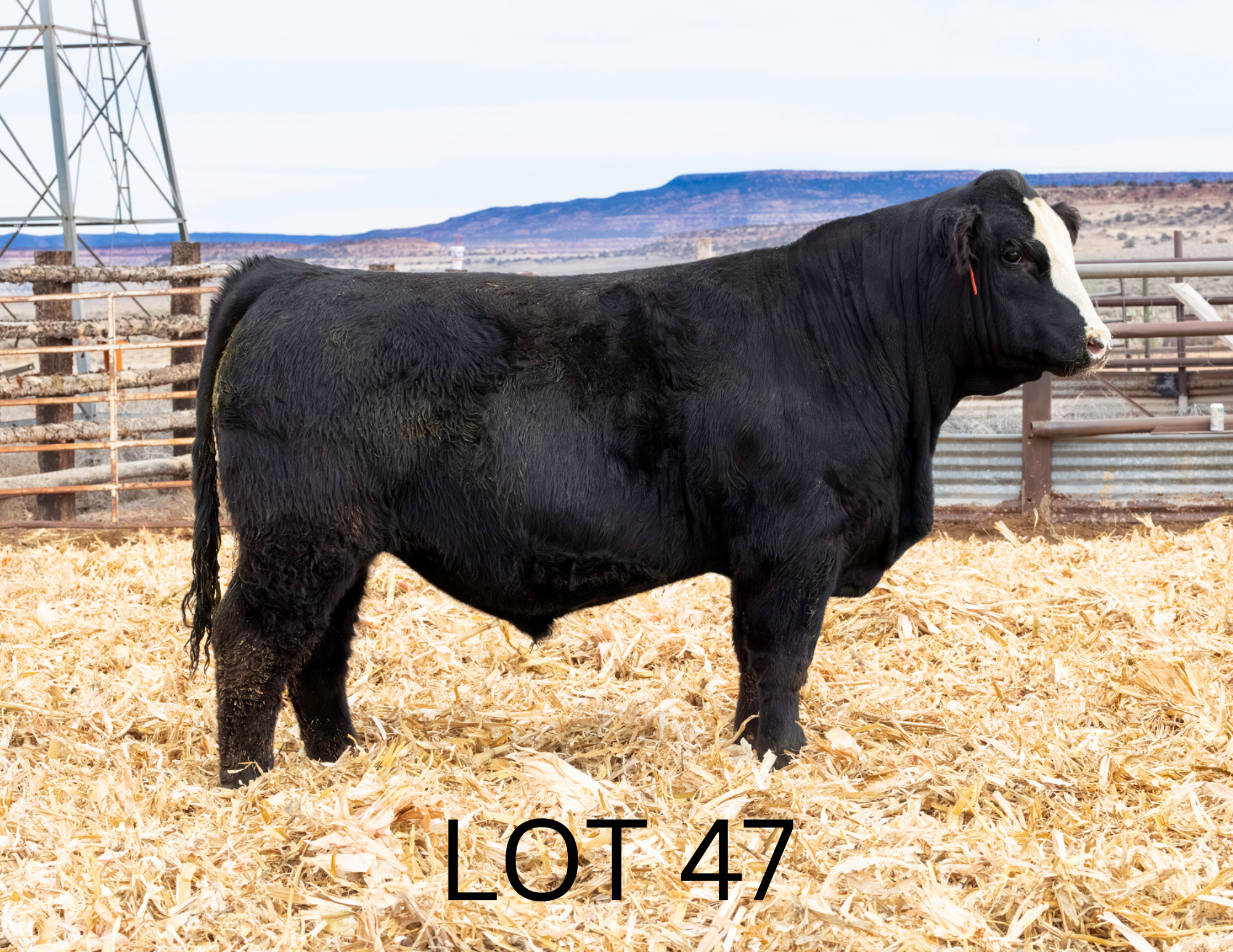 Untitled (1920 x 1920 px) (11 x 8.5 in).png