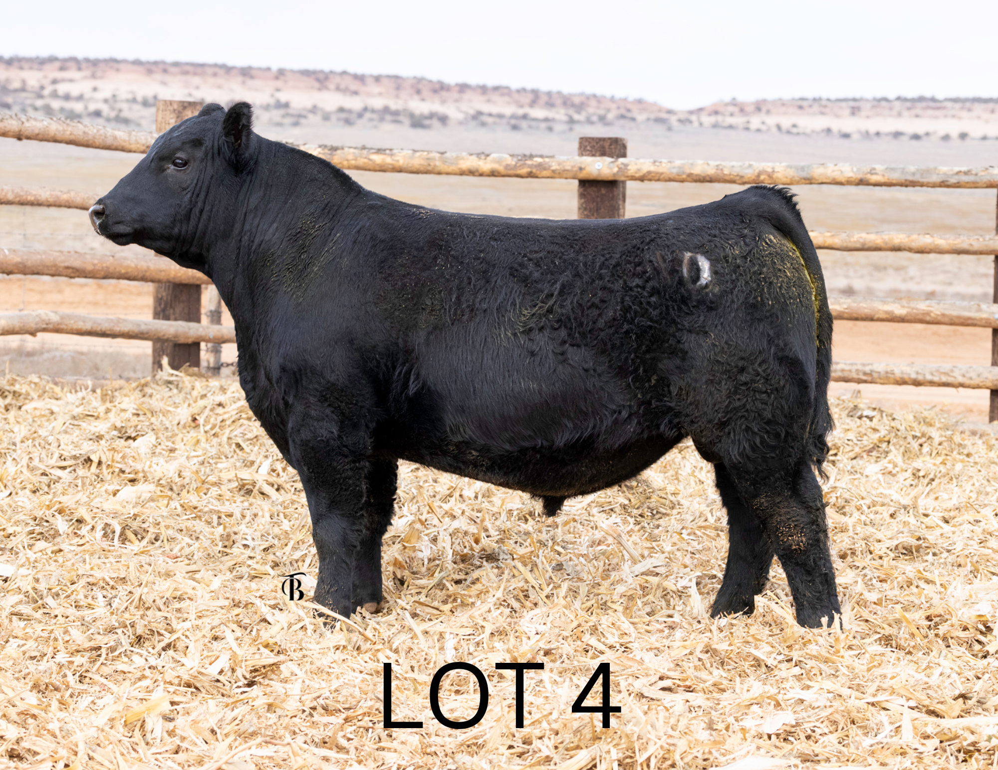 Untitled (1920 x 1920 px) (11 x 8.5 in) (7).png