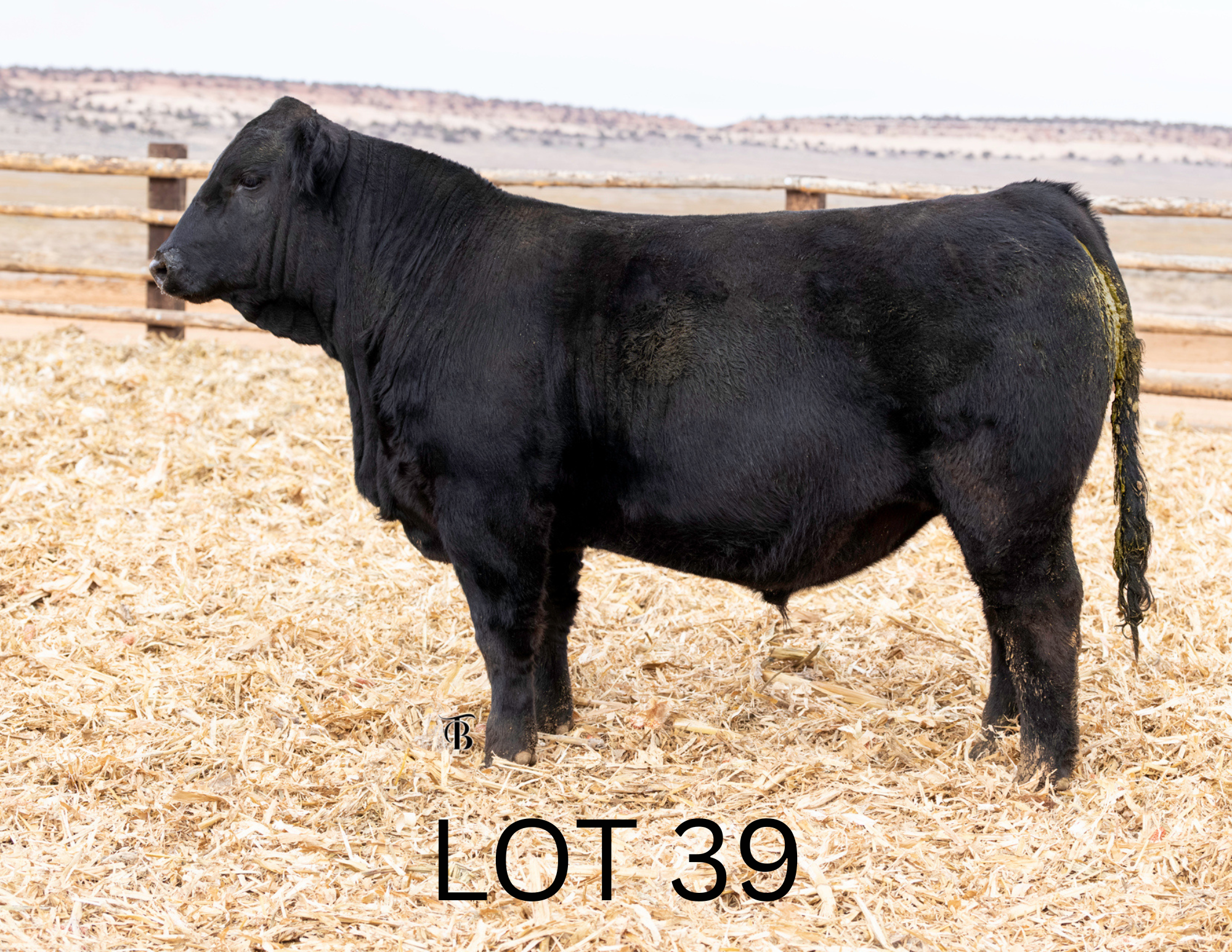 Untitled (1920 x 1920 px) (11 x 8.5 in) (5).png