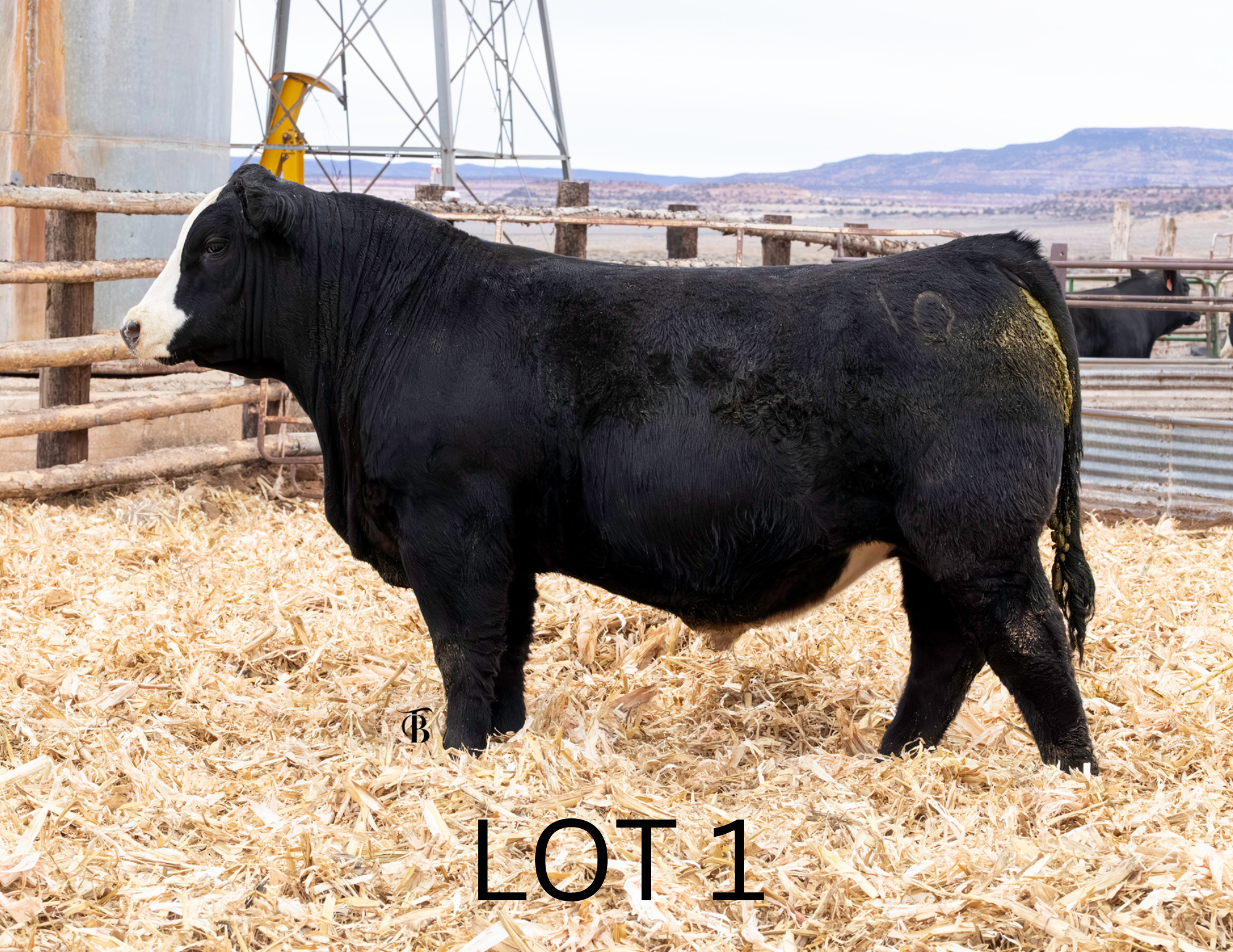 Untitled (1920 x 1920 px) (11 x 8.5 in) (6).png