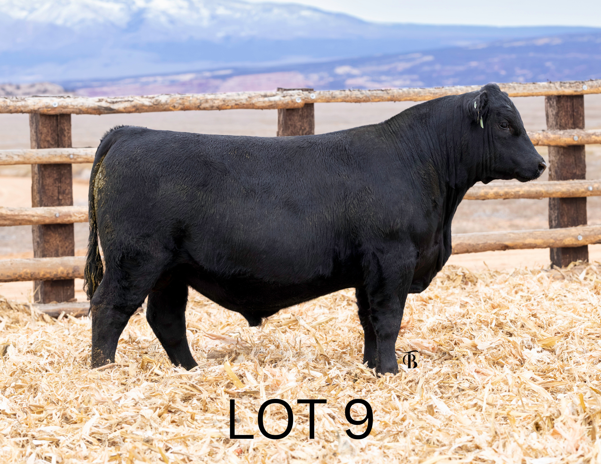 Untitled (1920 x 1920 px) (11 x 8.5 in) (1).png