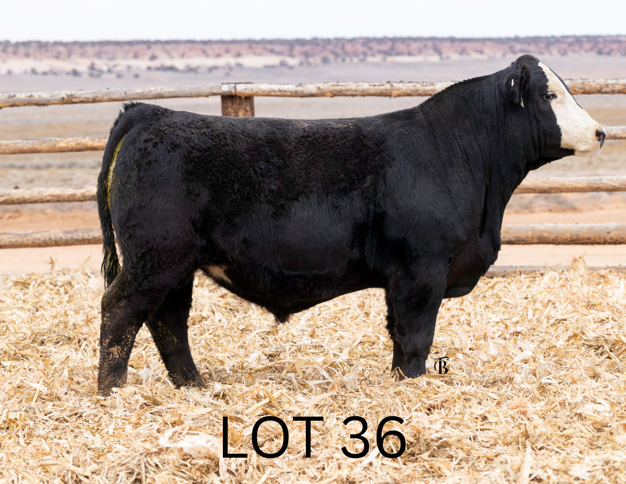 Untitled (1920 x 1920 px) (11 x 8.5 in) (4).png