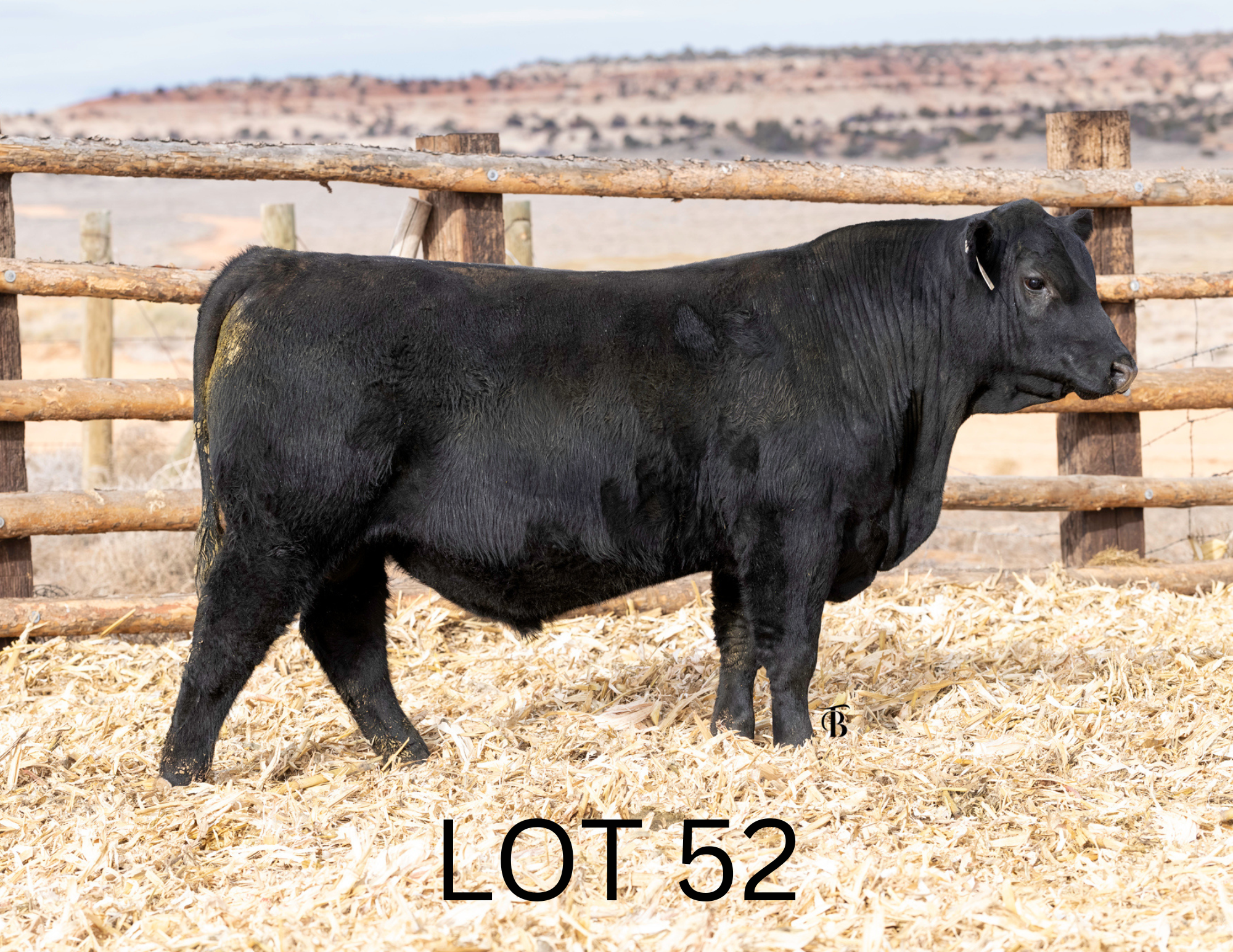 Untitled (1920 x 1920 px) (11 x 8.5 in) (9).png