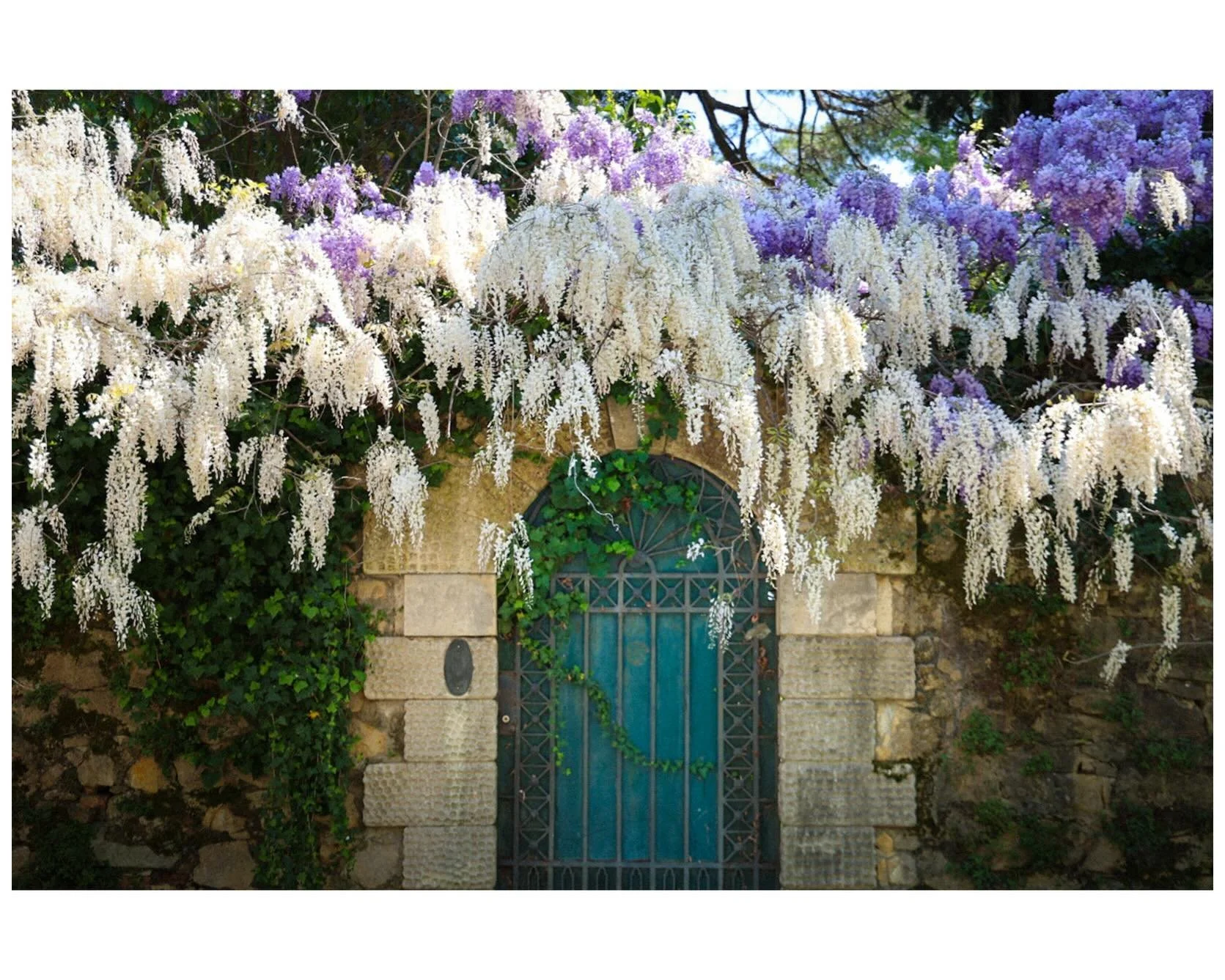 Wisteria season- like frosting piped across ancient brick walls, like paint knives spreading dollops of purples and creams with pink accents, and from a distance like pollock was unleashed with a tight quarter of a color wheel. It&rsquo;s an ocular f