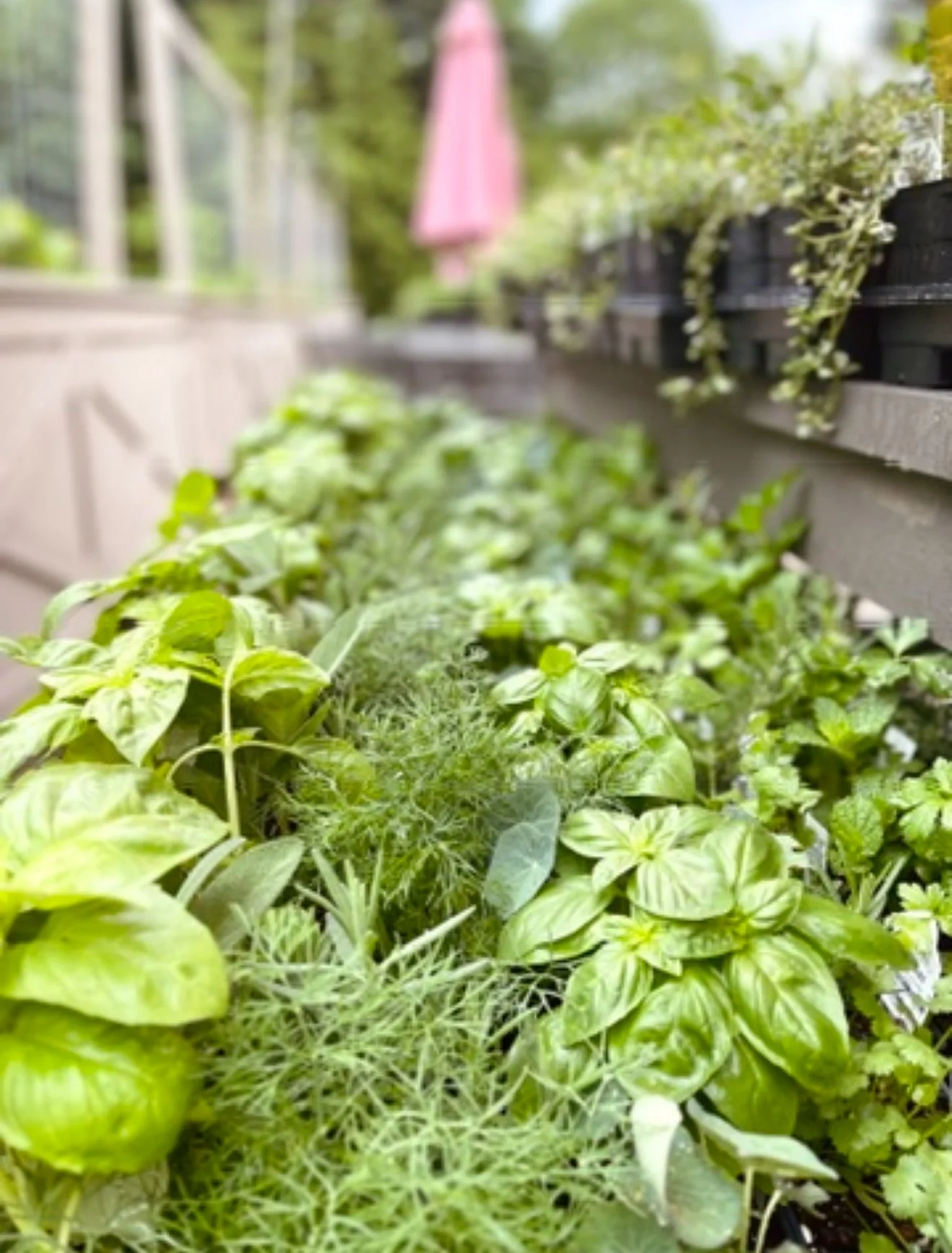 Annual Garden Flat Sale - Pick-up on May 7, 10:00am-2:00pm