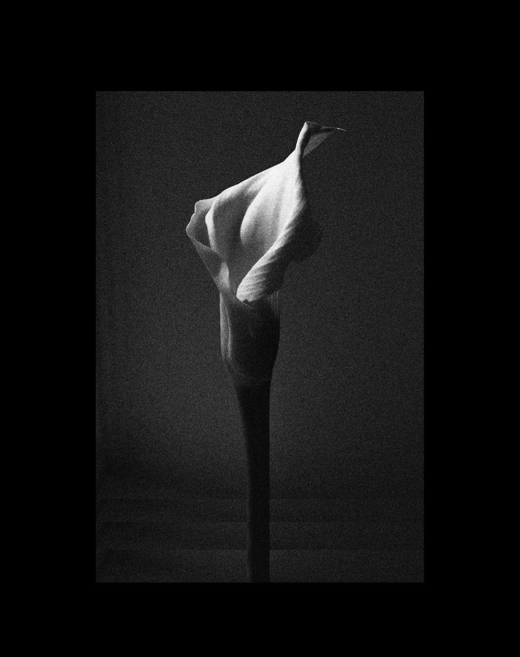 LILY