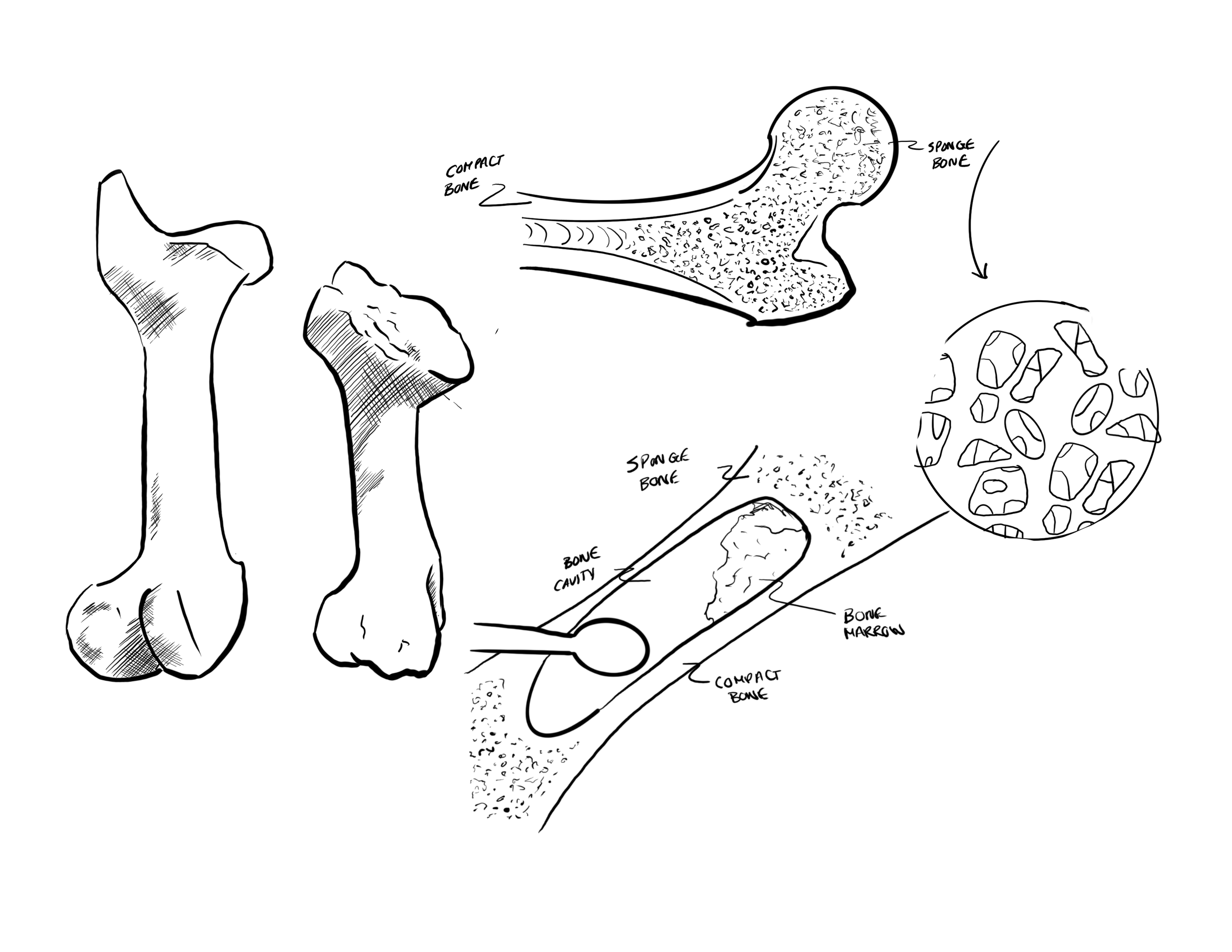 Bone Study