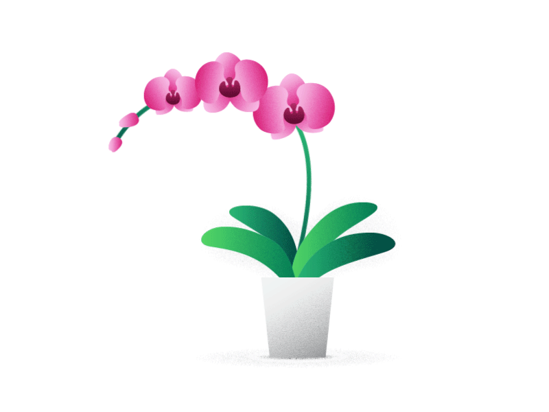 orchid_800x600.gif