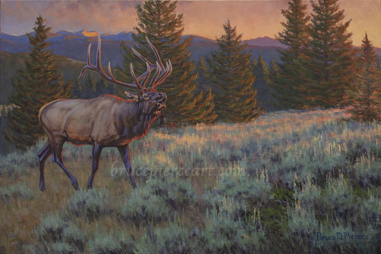 "Into the Lime Light"
oil on linen 20"x 30", Sold.
Giclee prints available. Even from a distance, when a bull walks into evening light, he can be easily seen and distinguished... his tan, almost white sides, and antlers, flashing. It is quite a t