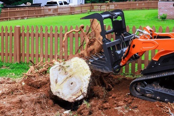 How Stump Grinding Boosts Curb Appeal on the Island