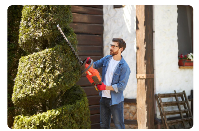 How Tree Pruning Shapes Beautiful, Lush Trees