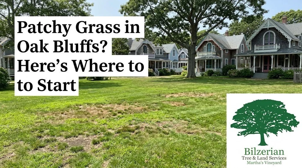 Patchy Grass in Oak Bluffs? Here’s Where to Start