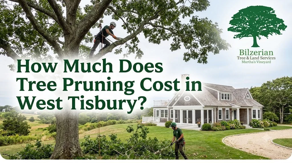 How Much Does Tree Pruning Cost in West Tisbury?