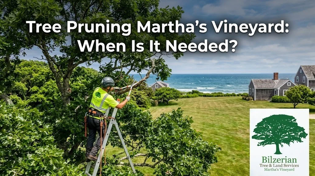 Tree Pruning Martha's Vineyard: When Is It Needed?