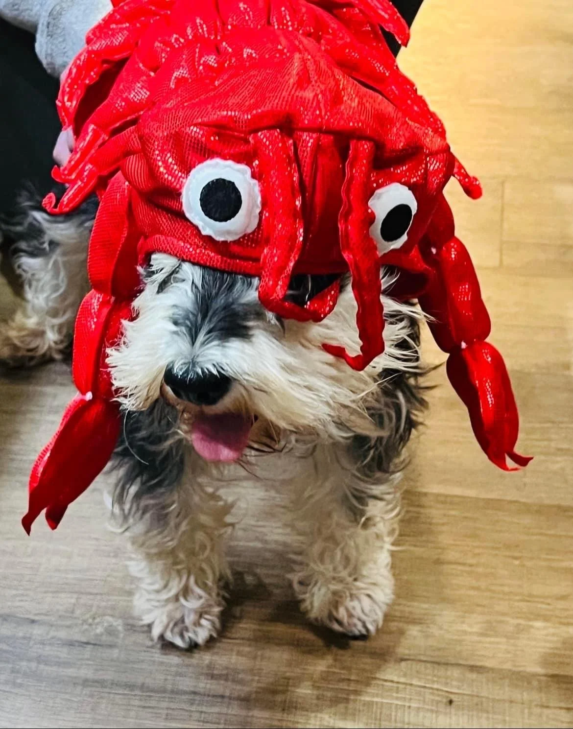 Louisiana bayou bandit fresh and frozen seafood crawfish springfield Missouri